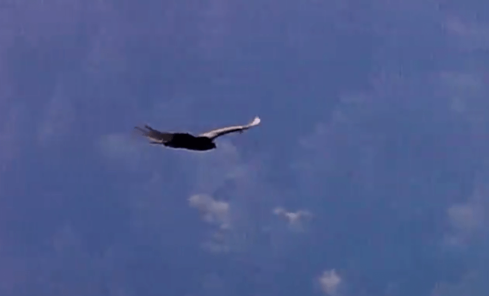 Screen Shot 2019-09-06 at 9.46.39 AM.png