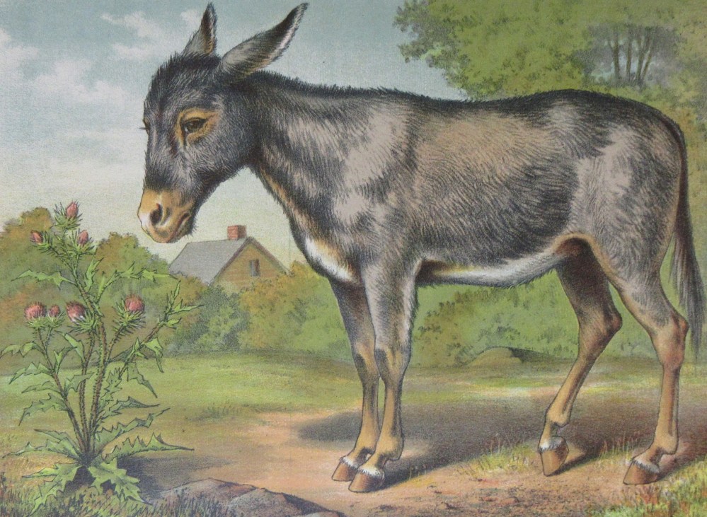 il_fullxfull.1407167273_9vbg (1).jpg