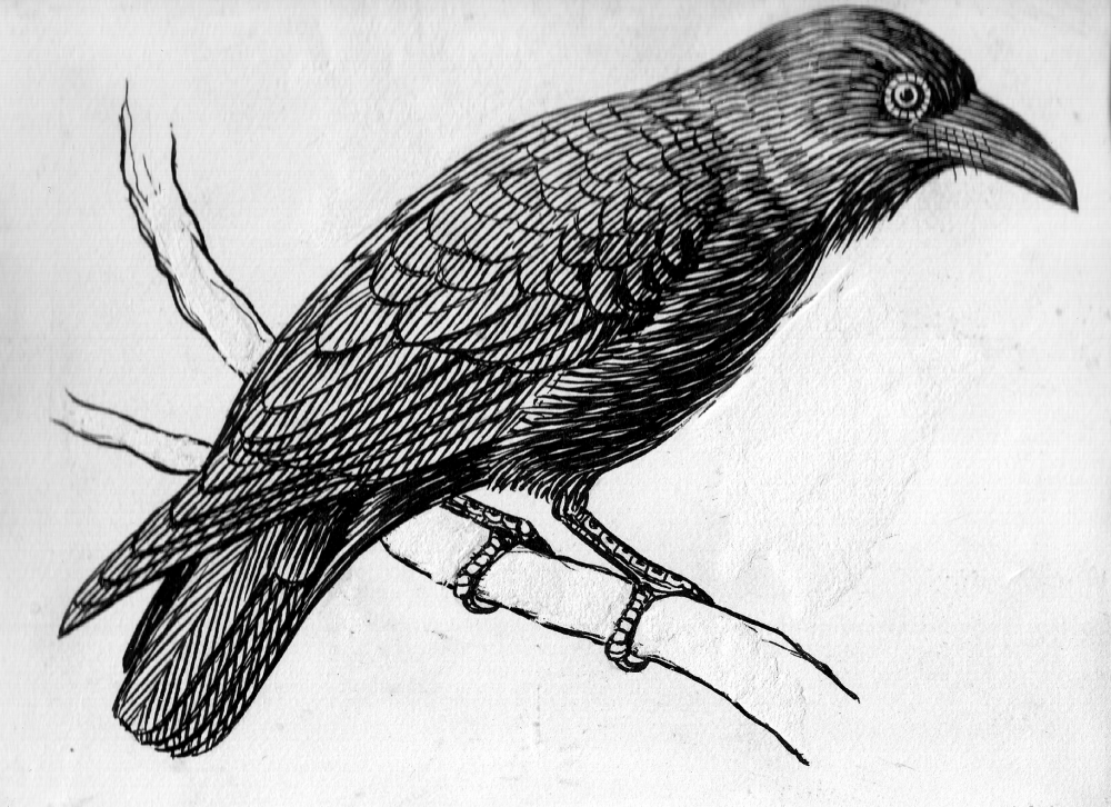 Raven_on_a_branch_(line_art)_(PSF_R750001_(cropped)).png