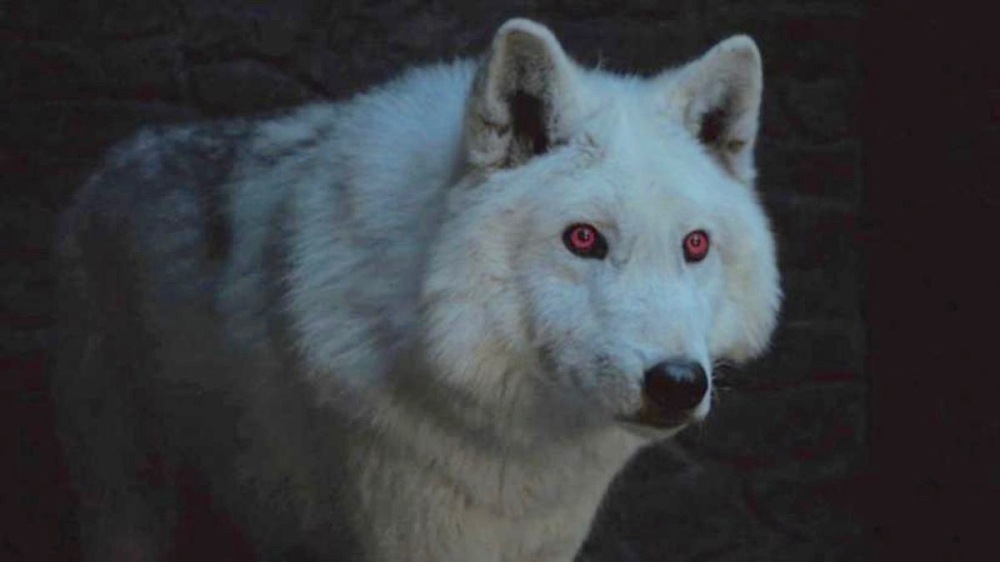game-of-thrones-season-8-ghost-direwolf (1).jpg