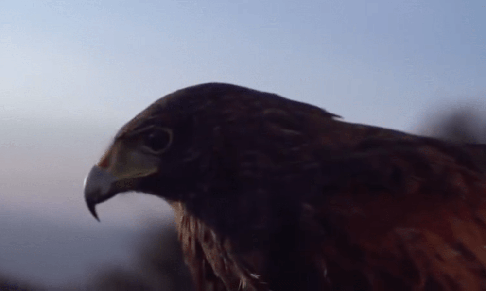 Screen Shot 2019-09-06 at 9.37.33 AM.png